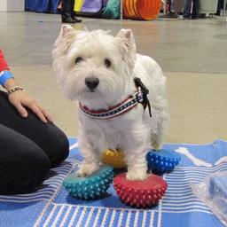 FitPaws Paw Pods Balans Kuddar 4 Stk i Olika Färger